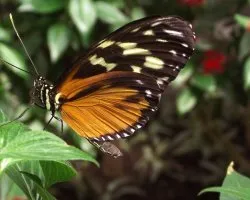 Mechanitis polymnia