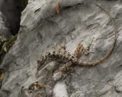 Anolis nevolosus