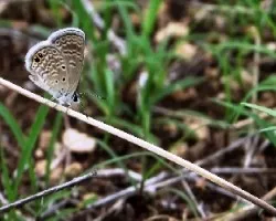 Diminuta mariposa