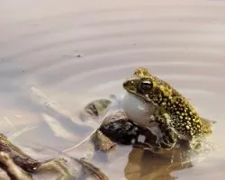 Incilius marmoreus