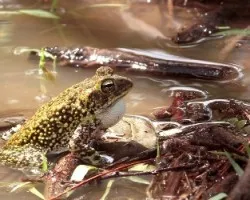 Incilius marmoreus