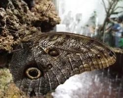Caligo illoneus