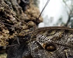 Caligo illoneus