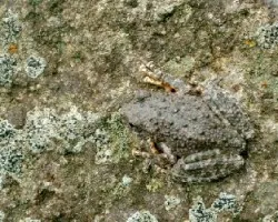 Hyla arenicolor