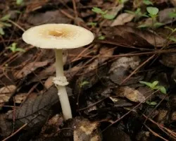 Amanita gemmata