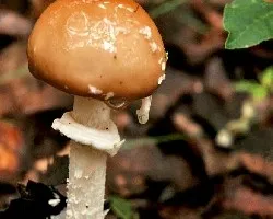 Amanita pantherina