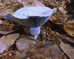 Lactarius indigo