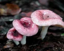 Lactarius sp.