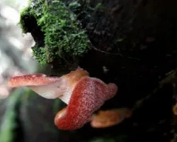 Fistulina guzmanii