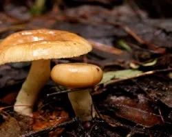 Russula foetens