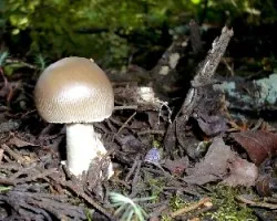 Amanita fulva