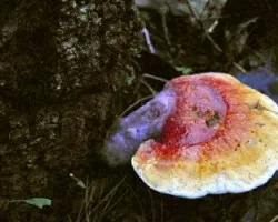 Ganoderma licidum