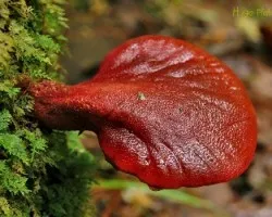 Ganoderma hepática