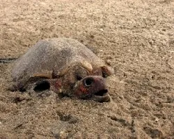 Lepidochelys olivacea
