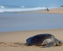 Lepidochelys olivacea