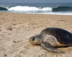 Lepidochelys olivacea