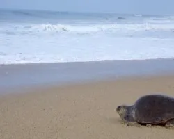 Lepidochelys olivacea