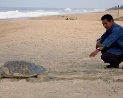 Lepidochelys olivacea