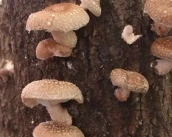 Lentinula edodes 