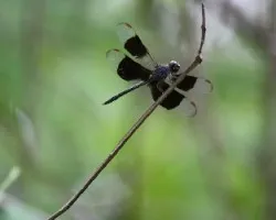 Libélula