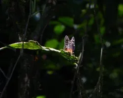 Mariposa