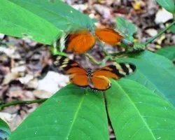 Heliconius sp
