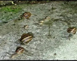 Helix Aspersa (Caracol común o de jardín)