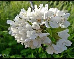 PRUNUS AVIUM