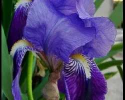 Iris lutescens
