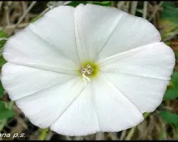 Florecillas del campo