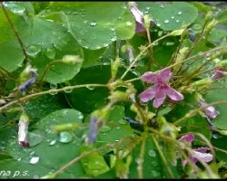 Florecillas del campo
