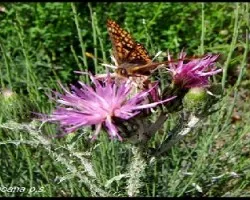 Mis primeras mariposas