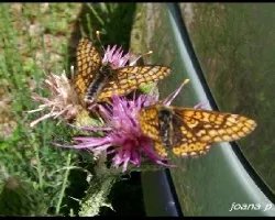 Mis primeras mariposas