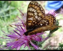 Mis primeras mariposas