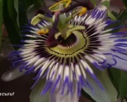Passiflora caerulea