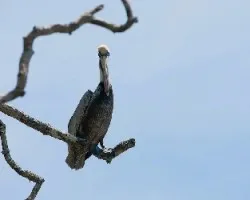 Pelecanus occidentalis