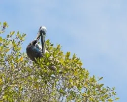 Pelecanus occidentalis