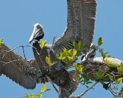 Pelecanus occidentalis