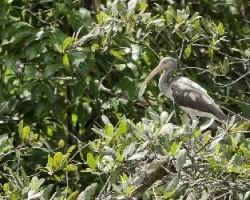 Eudocimus albus