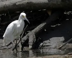 Egretta thula