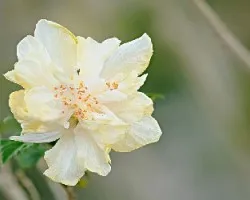 Hibiscus sp