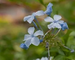 Plumbago auriculata = Plumbago capensis