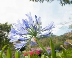 Agapanthus africanus 