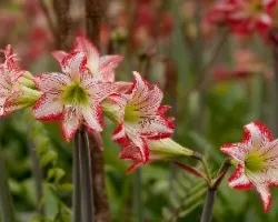 Hippeastrum sp