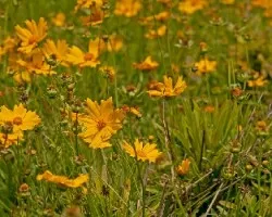 Coreopsis sp