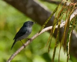 Diglossa plumbea