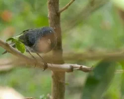 Diglossa plumbea
