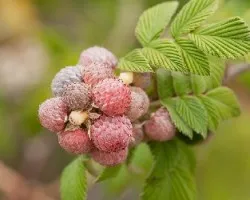 Rubus niveus