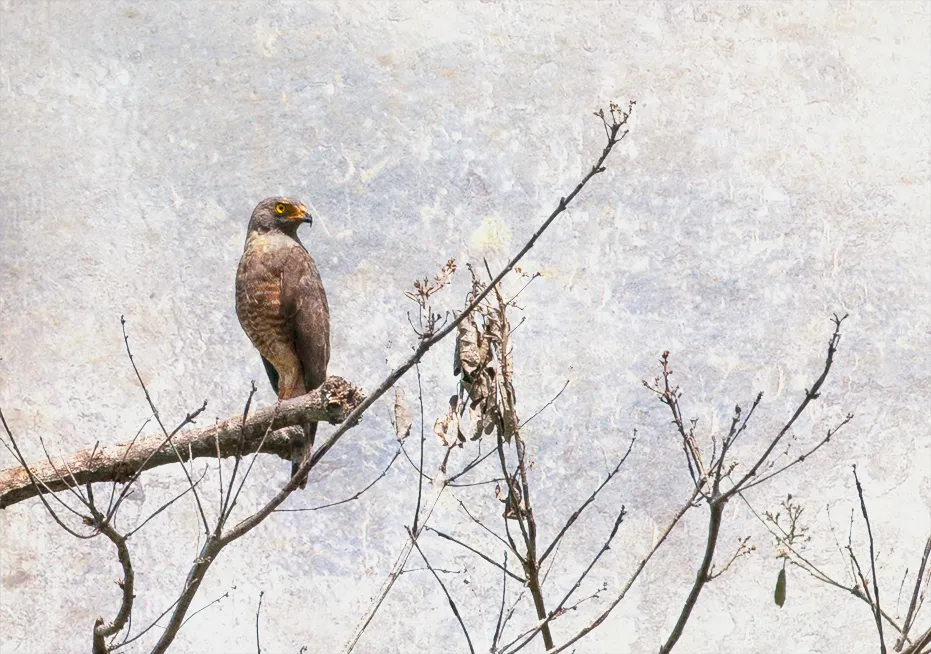 Isla boca brava, chiriqui, panama