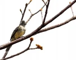 Elaenia flavogaster
